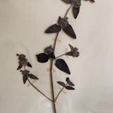 Antique Framed Herbier