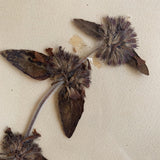 Antique Framed Herbier