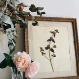 Antique Framed Herbier