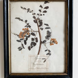 Antique French Herbier 1889