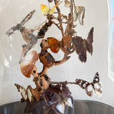 Antique Butterfly Display under Glass Dome