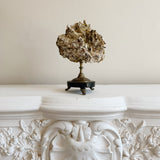 Antique French Coral Specimen on Stand