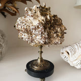 Antique French Coral Specimen on Stand