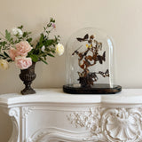 Antique Butterfly Display under Glass Dome