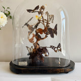 Antique Butterfly Display under Glass Dome