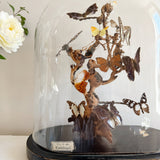 Antique Butterfly Display under Glass Dome